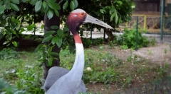 Индийски zhuravl